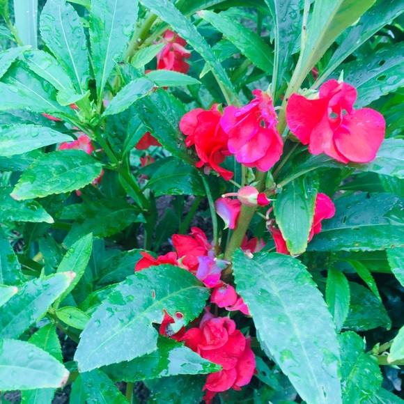 Meet your Posher, Dora - Picture 1 of 1